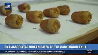 Israeli Scientists Have Revived Ancient Judean Dates From Extinction [upl. by Aleekat]