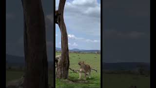 Lion Stalking Baboon 🐅🐒 goviral wildlife junglesafari southafrica india [upl. by Cristionna]