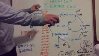 Gamma Glutamyl Pathway Explained [upl. by Ahsenom545]