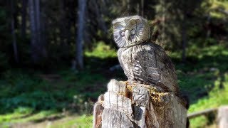 Klangweg… Oberdorf  Wildhaus Toggenburg  zum Iltios Begleitet mit rassiger Schwyzerörgeli Musik [upl. by Verlee]