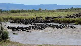 The Great Wildebeest Migration Maasai Mara Game Reserve September 2019  Roscatography [upl. by Eeliak59]