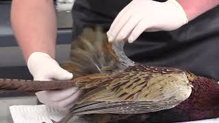 Flying Pheasant Taxidermy Mounting Course 1 Intro and Evaluation Step by step complete process [upl. by Enirual]