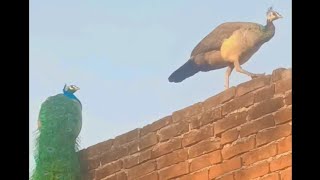 Peacock dance 🦚 peacock birds the india pefowlpeacock sound and peacock flying roof and peahen [upl. by Hance465]