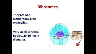 6 ribosomes cytoplasmic filaments and microtubules [upl. by Ahsito]