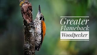 GREATER FLAMEBACK WOODPECKER [upl. by Yenwat]