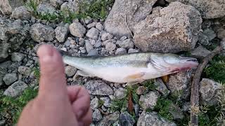 Zander Angeln am Rhein mit Köderfisch Mit Grundeln auf Zander Video mit Musik [upl. by Klapp]