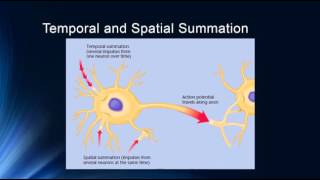 Synapses and Synaptic Potentials [upl. by Marabel]