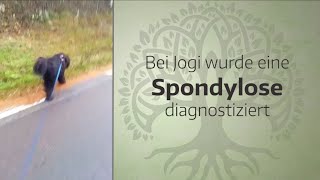 Spondylose beim Hund  CBD amp Artridonum H  Jogi Bär´s Erfahrungen [upl. by Inalaeham]