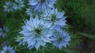 Черну́шка дама́сская Деви́ца в зе́лени Нигелла Flowers Nigella DamaskGirl in the green [upl. by Latin]