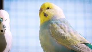 1 Hour of Budgies Calling  Budgies Happy Sound [upl. by Amadeus]