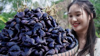 Harvest WATER CALTROP  Cooking Dishes From Water Caltrop  Ngat BUI [upl. by Myrlene980]