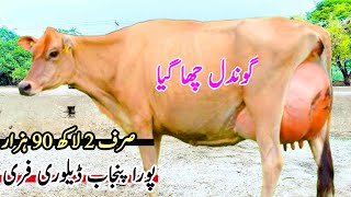 Gondal Dairy Farm  Top Class jersey Cows And Australian Cattle for Sale  Pk Janwar Mandi [upl. by Straub]