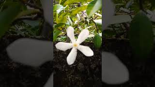 මොකද්ද මේ මල🏵️🌺දන්න අය comment කරන්න❤️ beautyfulflower shortvideo  please subscribe my channel 💓 [upl. by Datnow704]