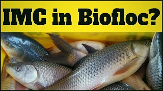 Biofloc Fish farm Update  Pangasius amp Tilapia High Density Fish Farming In Gorakhpur UP [upl. by Ahseem]