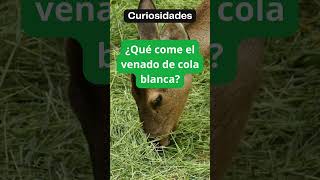 Qué come el venado de cola blanca explicatodoshorts venadodecolablanca [upl. by Iddet]