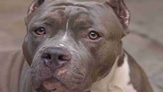 Amputano le Braccia ad una Donna Azzannata da un Pitbull  A Quanto Ammonterà il Risarcimento Danni [upl. by Therine]