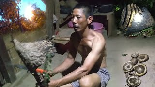 harvesting huge hornet Naga style nagaland india [upl. by Zzahc]