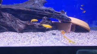 WYSIWYG Apistogramma agassizii quotFire Redquot Trio and Ember Tetras [upl. by Breech92]