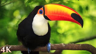 11 HOURS of Rainforest Birds in 4K  Colorful Breathtaking Birds with Sound by Nature Relaxation [upl. by Kahaleel835]