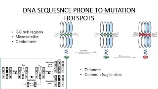 What are Mutational Hotspots [upl. by Aikehs]