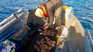 My Biggest Abalone Ever  Untouched Grounds  Catch Clean cook  Abalone Burgers [upl. by Nahk878]