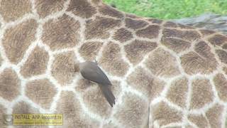 Oxpecker bird  watch how they cling to an animal and eat ticks [upl. by Leor897]