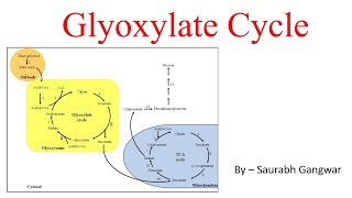 Glyoxylate CycleCUETPGGATECSIRNETBSc 5th Semester [upl. by Talie]