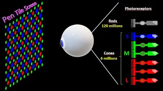 Geometry of pixels in an LCD screen and their control by the Gate driver [upl. by Aldon]