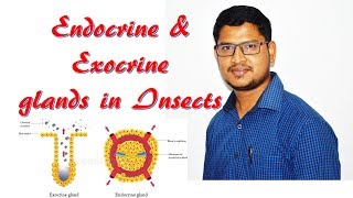 Lecture 15 Endocrine amp Exocrine glands in insects [upl. by Pasquale304]