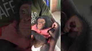 Our friends at St Mark’s Vet saved this 3 month old chimp from poachers in a Nigerian market [upl. by Siraved]