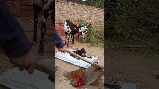 My goat first time born baby 😘😘😘😘😘viralvideo shortvideo [upl. by Anglo]