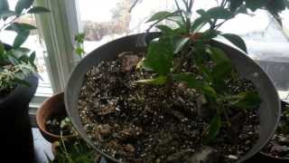 Indoor citrus growing tips [upl. by Sidoeht543]