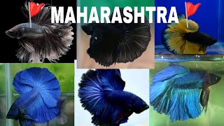 🚩 MAHARASHTRA 🚩 BETTA FISH SALE [upl. by Aubert]