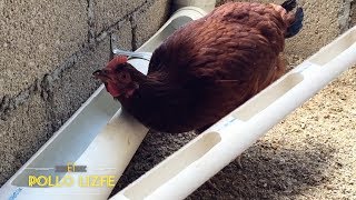 Como hacer UN BEBEDERO para GALLINAS PONEDORAS [upl. by Gavrilla]