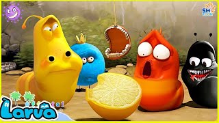 LARVA Season 1 Episode 316  417  Best Cartoons 2022  Comics  Hilarious Cartoon Compilation [upl. by Ynnej]