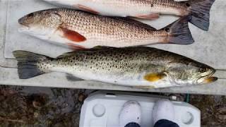 Steinhatchee FL fishing for Redfish and Trout in early February  John Sims Cooper City [upl. by Xirdnek]