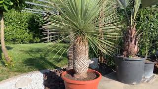 yucca rostrata un top rustique exotique [upl. by Meit]