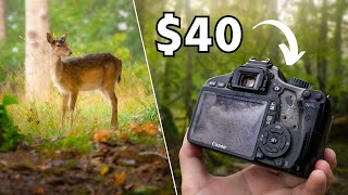 Using a lowbudget Camera for Nature Photography POV [upl. by Novah]