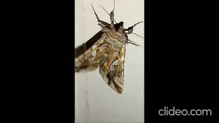 Bilobed Looper Moth closeup vibrating amp take off above the Harpeth River TNUSA  tnmoths tninsect [upl. by Mor]