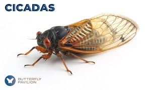 Why Do Cicadas Sing  Butterfly Pavilion [upl. by Pulling454]