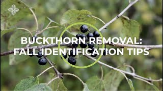 Buckthorn Removal Fall Identification Tips [upl. by Addiel]