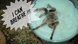 Tarantula Unboxing  AFTER 2 HOURS [upl. by Anilrats469]