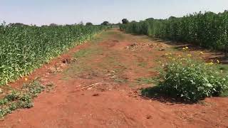 GROWING SAFFLOWER IN BOTSWANA SAFFLOWER KIAMA COMPOSITE [upl. by Niffirg]