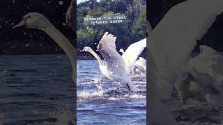 Swan Showdown Aggressive Swan vs Two Swan Families 🦢 by Ani Male animalextra SwanByAniMale [upl. by Lisabeth389]