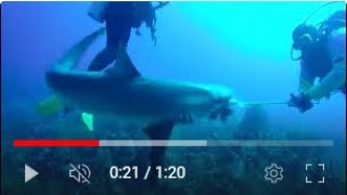 Reef Shark sneak attack on Lionfish [upl. by Martainn382]