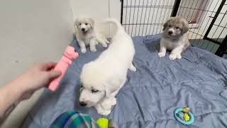 Meridas puppies available for adoption Tyler Texas [upl. by Hazmah]