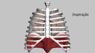 Pressão Intrapleural [upl. by Irroc]