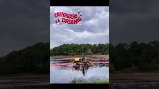 Cranberry Harvesting on Cape Cod cranberryharvest capecodma quicktripadventures [upl. by Hachmin]