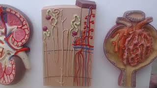 kidney nephron renal corpuscle model review for pr [upl. by Cho]