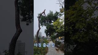 아침 출근 길에 한 그루의 소나무를 보고 생각에 잠깁니다 동쓰형Pinus densiflora Siebold amp Zucc 소나무 조형소나무 [upl. by Ashien]